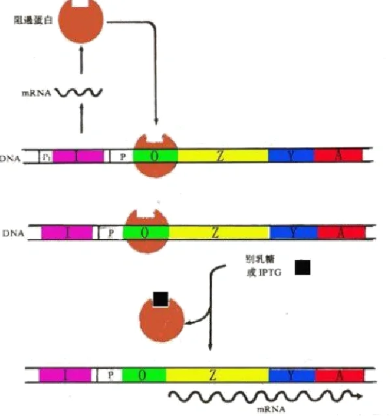 PCR试剂技术革新推动生命科学行业的发展